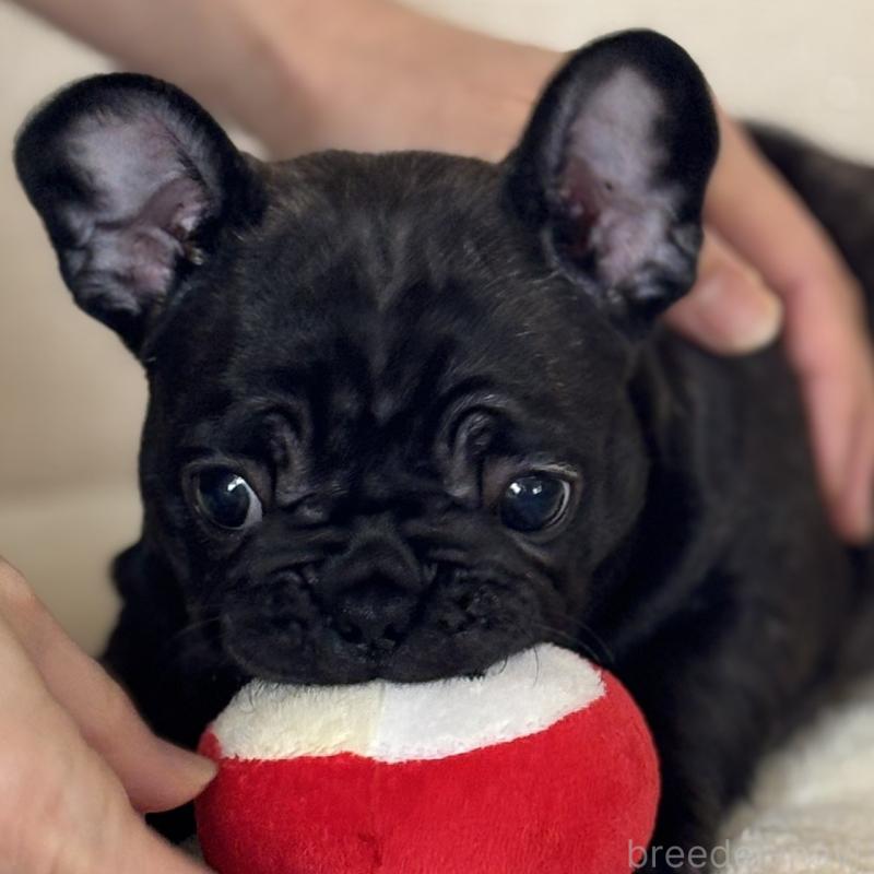 販売中の山口県のフレンチブルドッグ-440580の4枚目