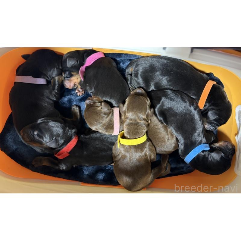 販売中の岩手県のドーベルマン-440587の1枚目