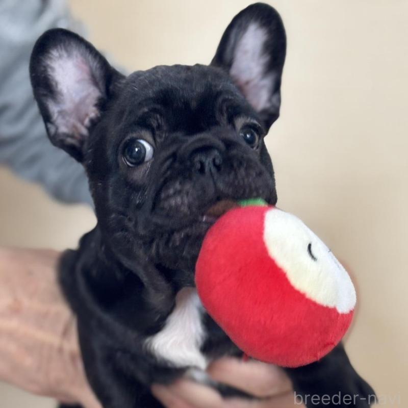 販売中の山口県のフレンチブルドッグ-440580の3枚目