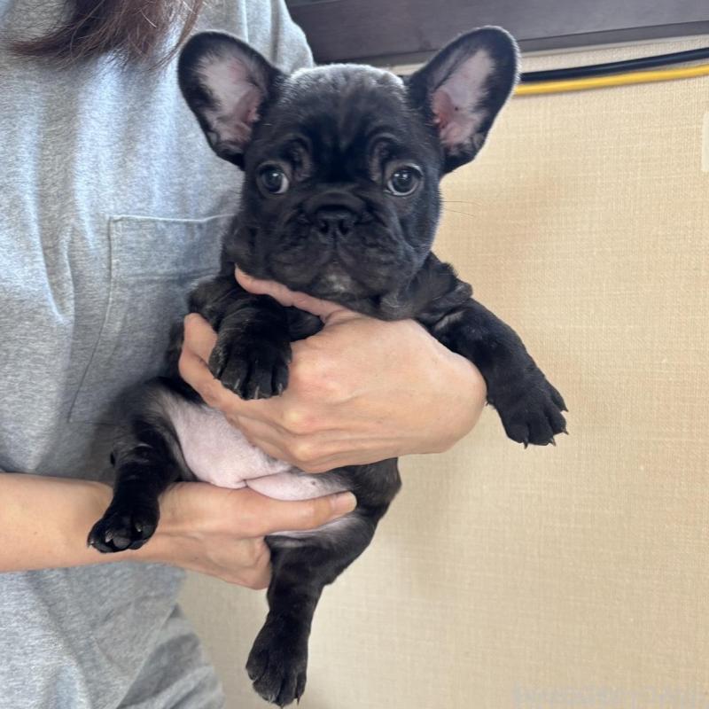 販売中の山口県のフレンチブルドッグ-440580の2枚目