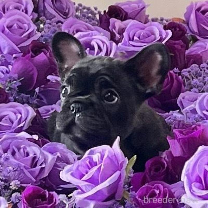 販売中の山口県のフレンチブルドッグ-440580の1枚目