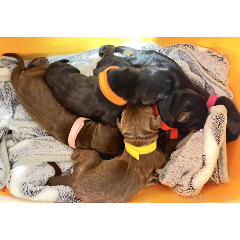 販売中の岩手県のドーベルマン-440587の3枚目