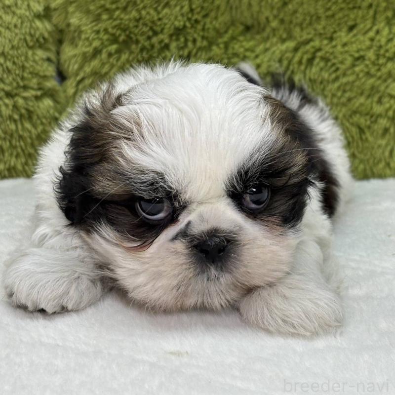 販売中の愛知県のシーズー-440581の2枚目