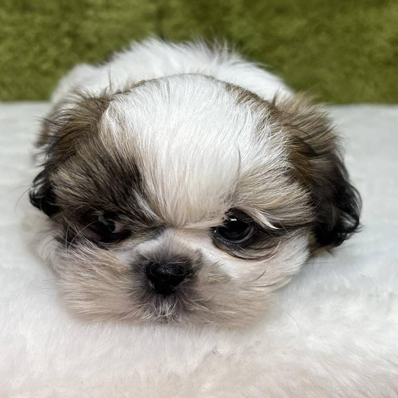 販売中の愛知県のシーズー-440582