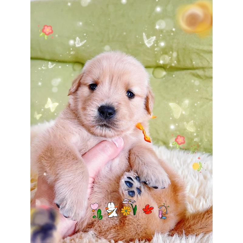 販売中の岐阜県のゴールデンレトリーバー-440585の1枚目