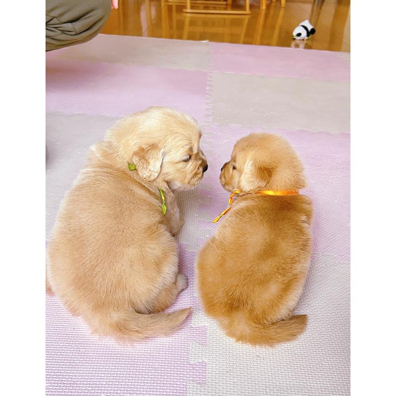 販売中の岐阜県のゴールデンレトリーバー-440585の15枚目