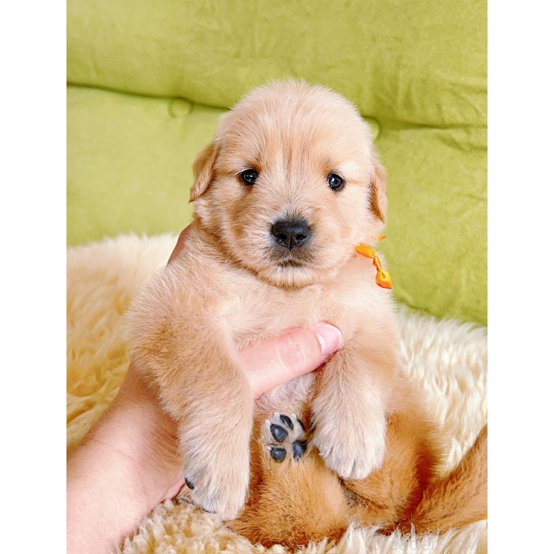 販売中の岐阜県のゴールデンレトリーバー-440585の13枚目