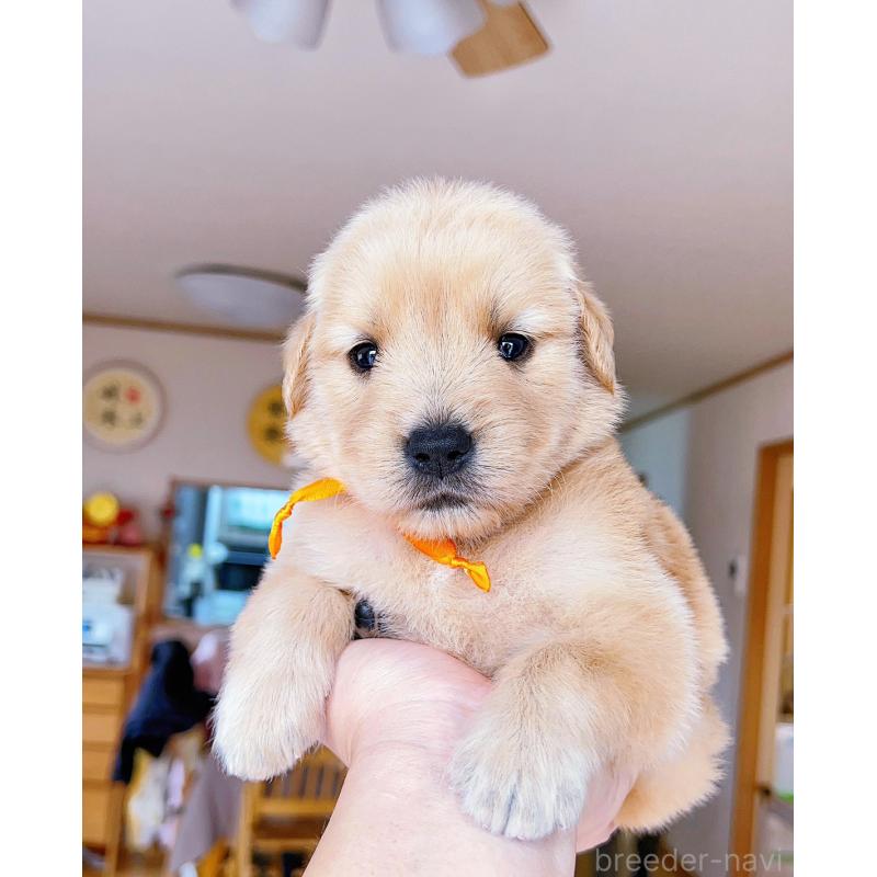 販売中の岐阜県のゴールデンレトリーバー-440585の12枚目