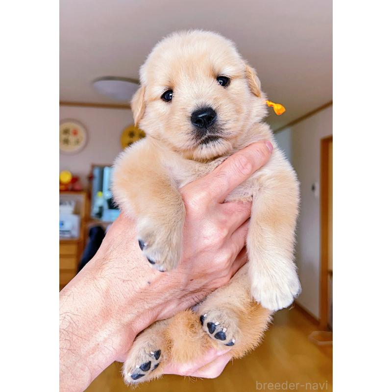 販売中の岐阜県のゴールデンレトリーバー-440585の10枚目