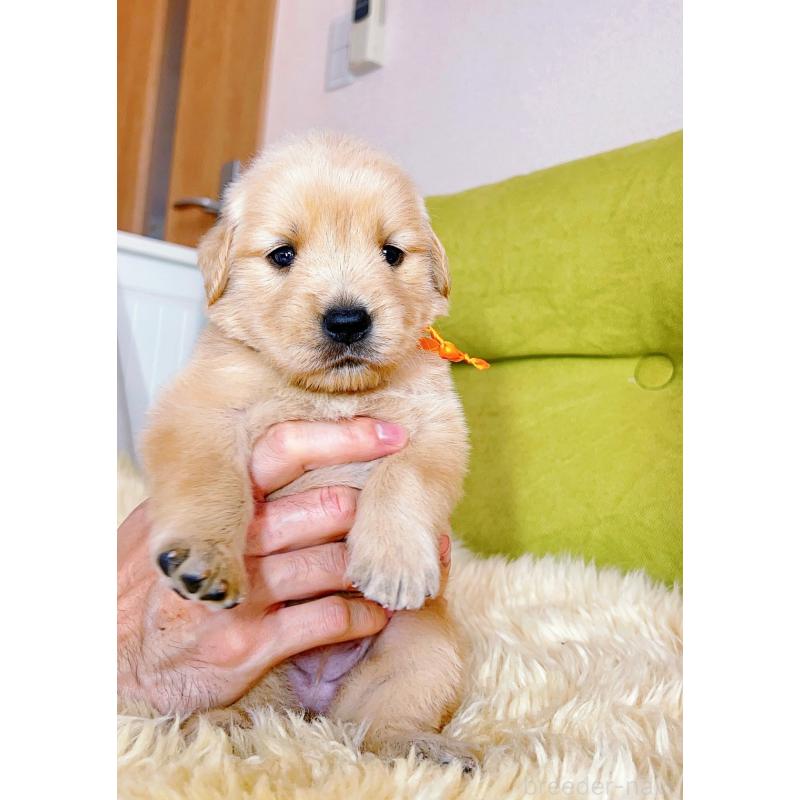 販売中の岐阜県のゴールデンレトリーバー-440585の9枚目