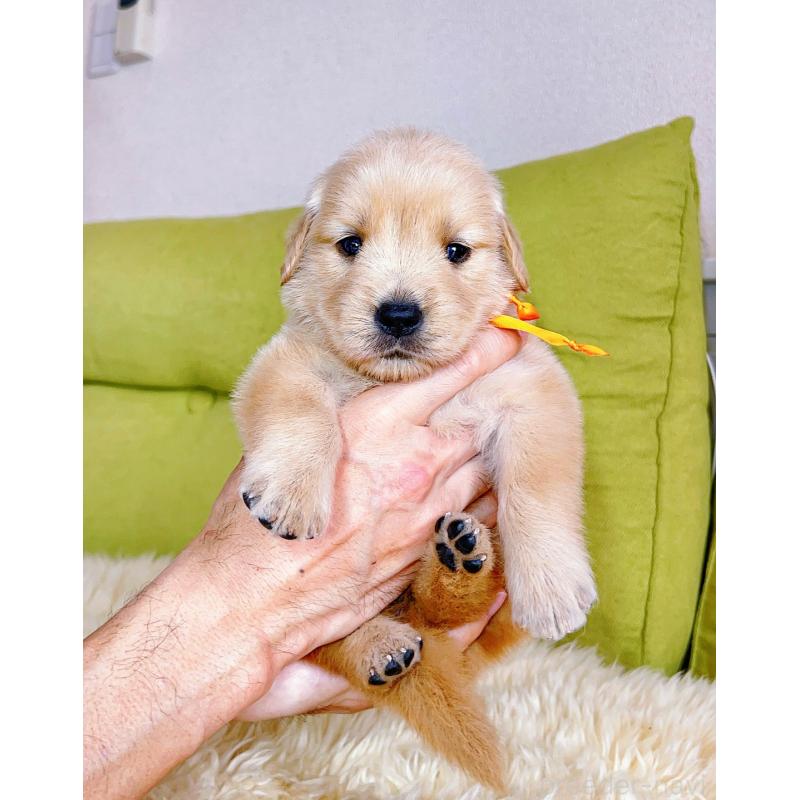 販売中の岐阜県のゴールデンレトリーバー-440585の8枚目