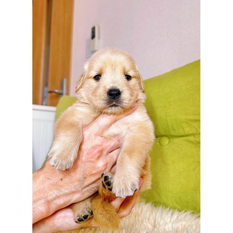 販売中の岐阜県のゴールデンレトリーバー-440585の7枚目