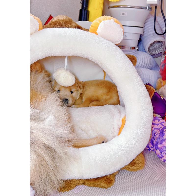 販売中の岐阜県のゴールデンレトリーバー-440585の6枚目