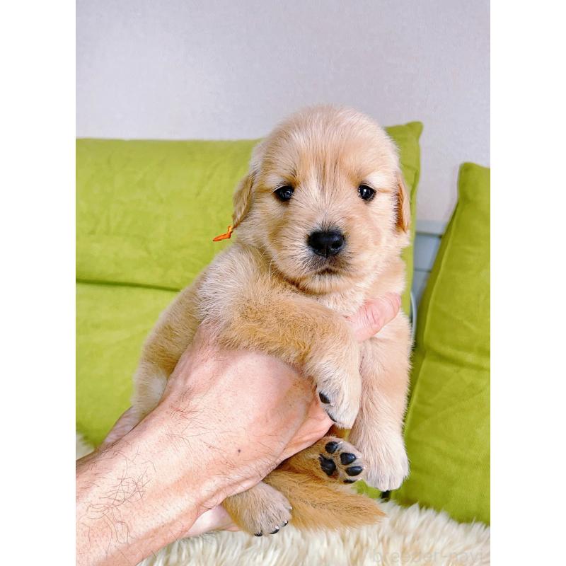 販売中の岐阜県のゴールデンレトリーバー-440585の4枚目