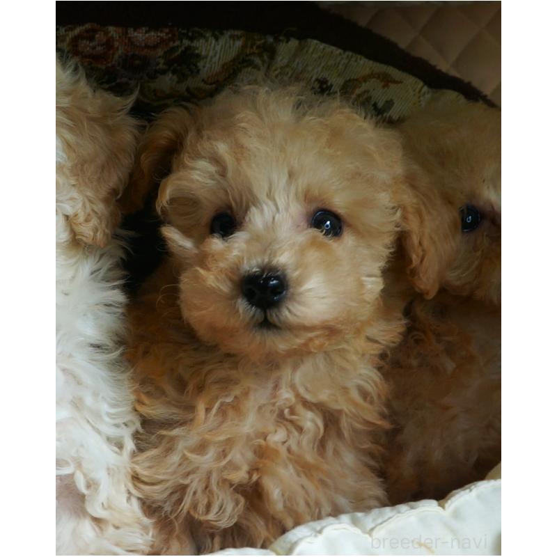 販売中の大阪府のトイプードル-440588の5枚目