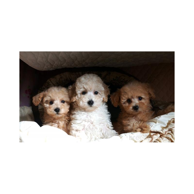 販売中の大阪府のトイプードル-440588の4枚目