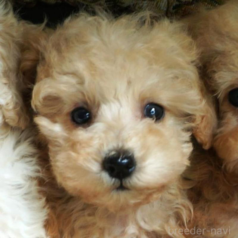 販売中の大阪府のトイプードル-440588の1枚目