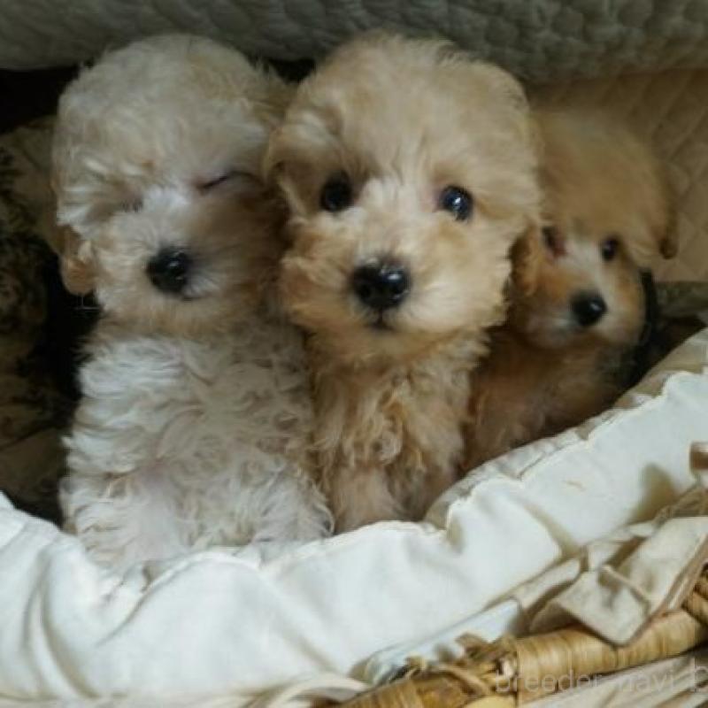 販売中の大阪府のトイプードル-440588の2枚目