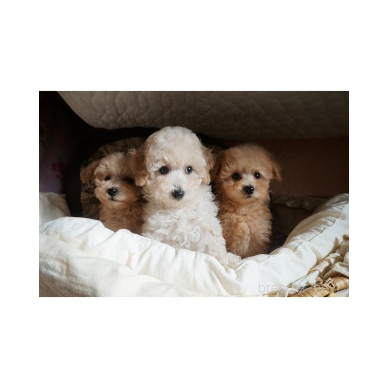 販売中の大阪府のトイプードル-440589の3枚目