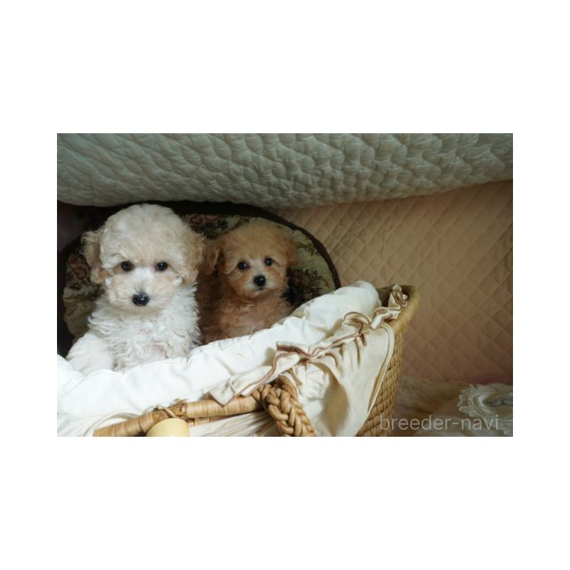 販売中の大阪府のトイプードル-440589の2枚目