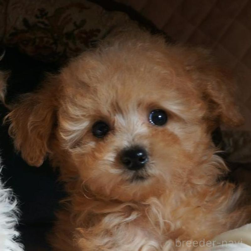 販売中の大阪府のトイプードル-440589