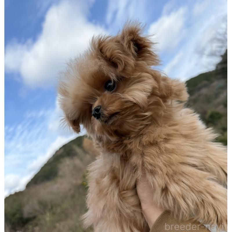 成約済の長崎県のチワプー:チワワ×トイプードル-427647の5枚目