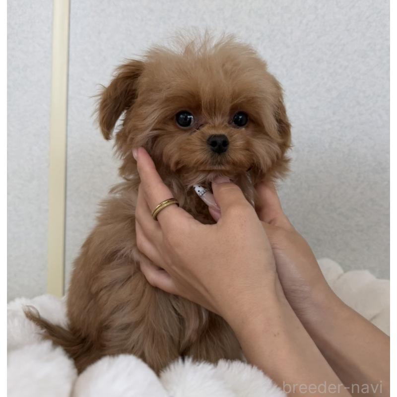 成約済の長崎県のチワプー:チワワ×トイプードル-427647の4枚目