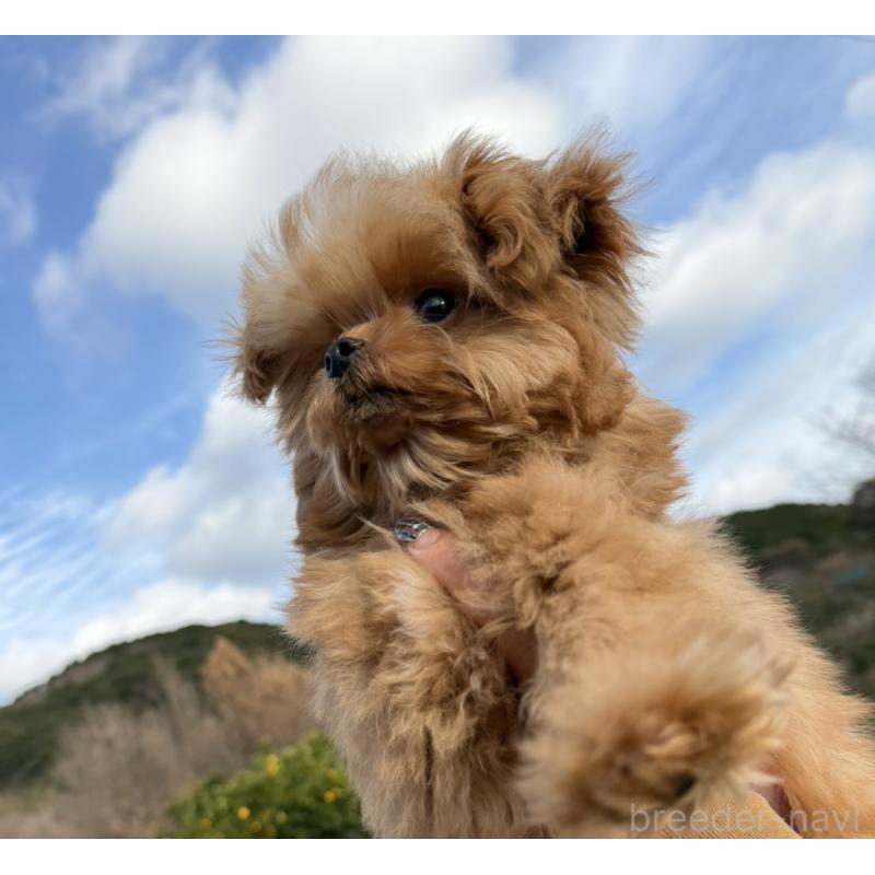 成約済の長崎県のチワプー:チワワ×トイプードル-427647の3枚目