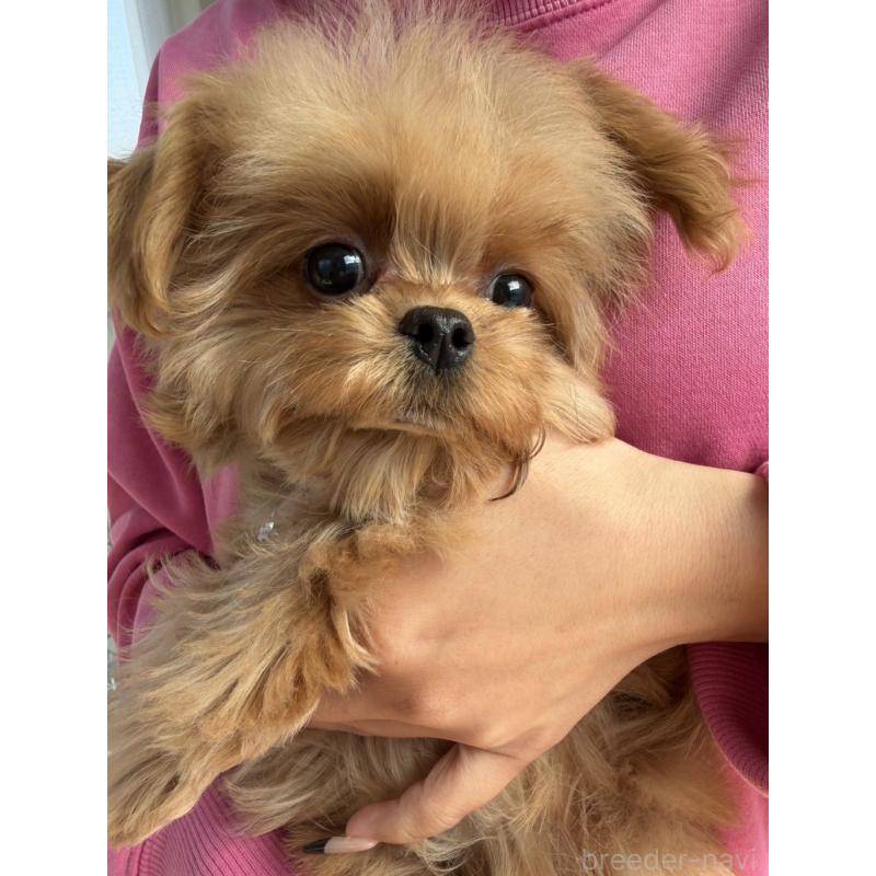 成約済の長崎県のチワプー:チワワ×トイプードル-427647の2枚目