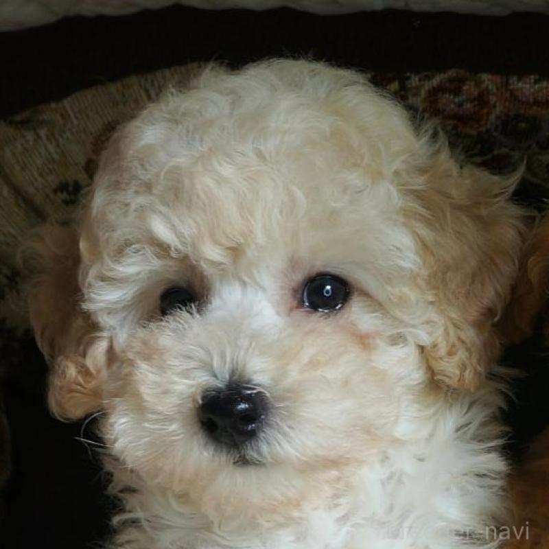 販売中の大阪府のトイプードル-440591の1枚目
