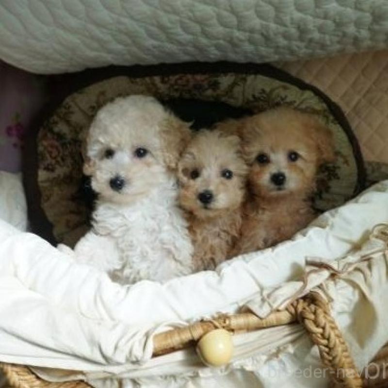 販売中の大阪府のトイプードル-440591の5枚目