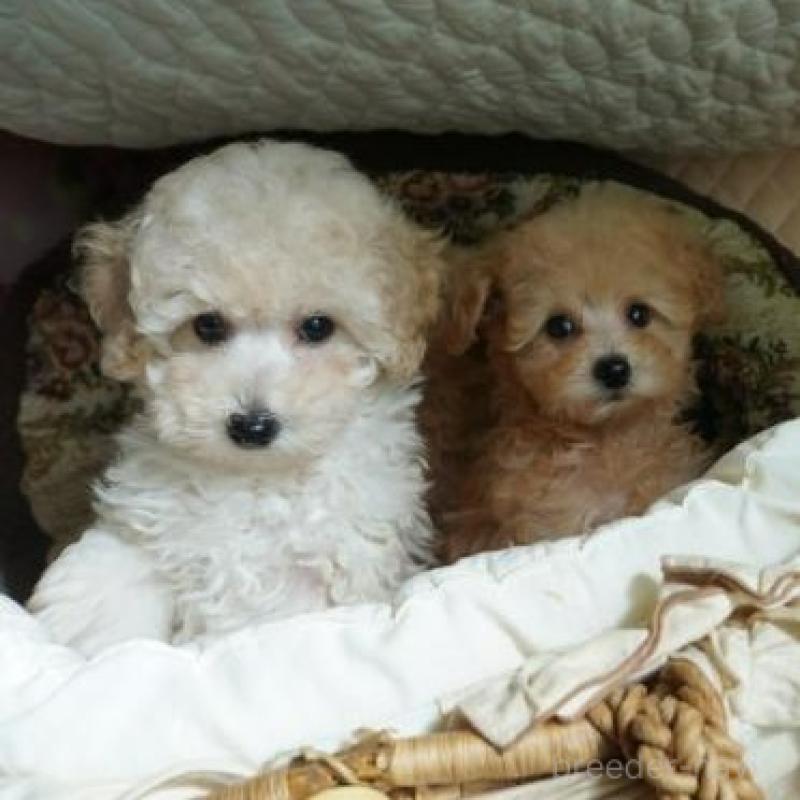 販売中の大阪府のトイプードル-440591の4枚目