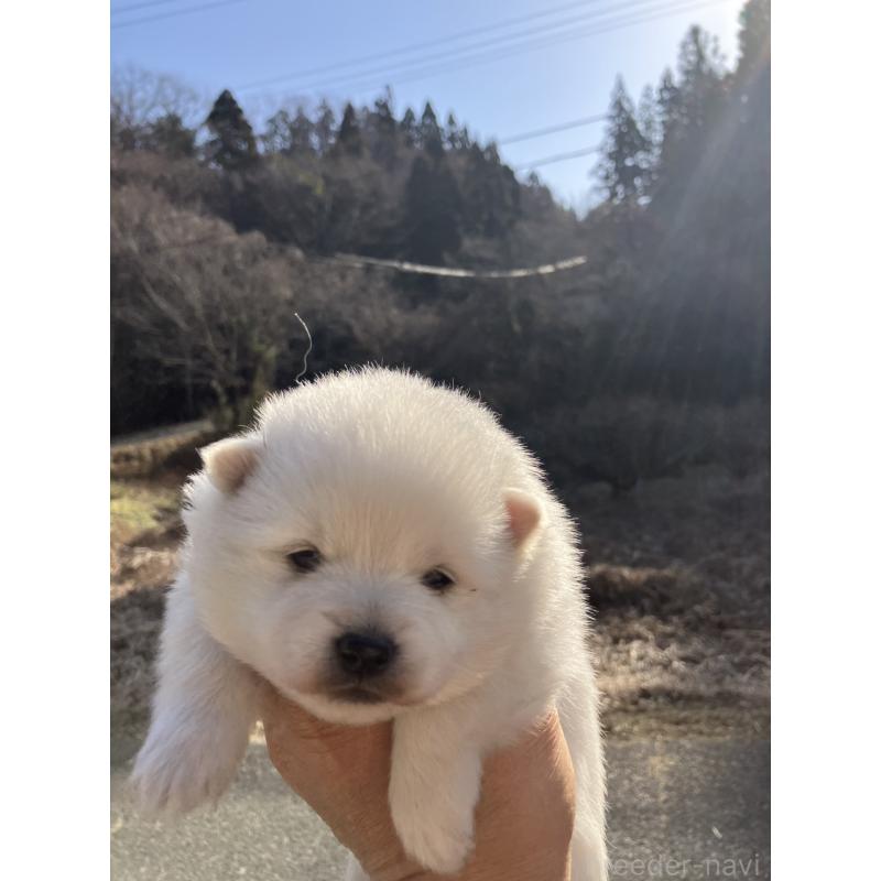 販売中の福島県の日本スピッツ-440590の3枚目