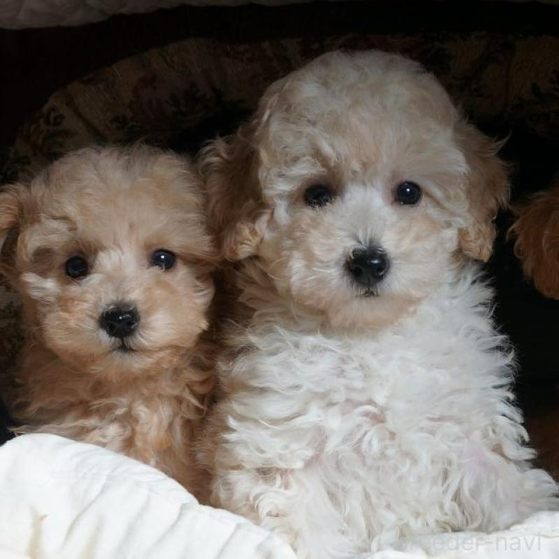 販売中の大阪府のトイプードル-440591の3枚目