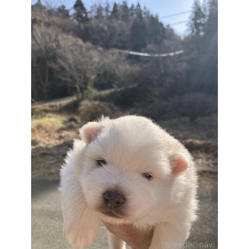 販売中の福島県の日本スピッツ-440590の2枚目