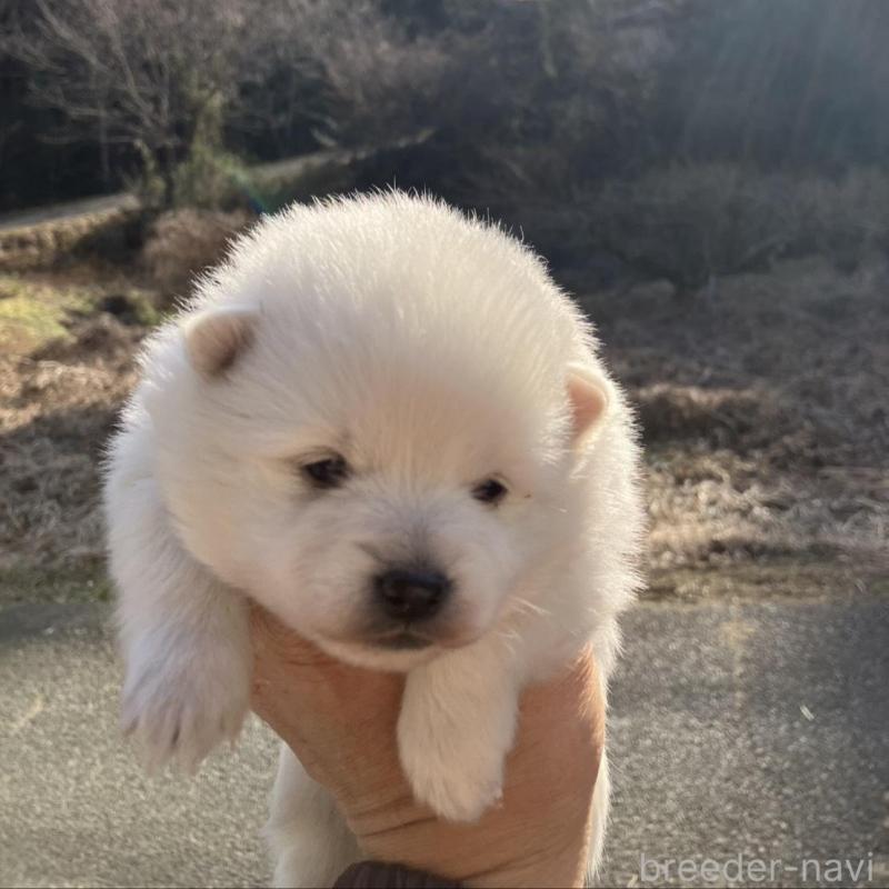 販売中の福島県の日本スピッツ-440590の1枚目