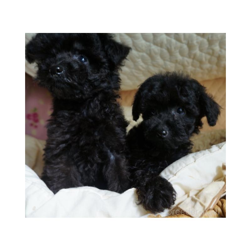 販売中の大阪府のトイプードル-440593の4枚目