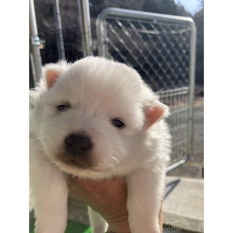 販売中の福島県の日本スピッツ-440592の4枚目