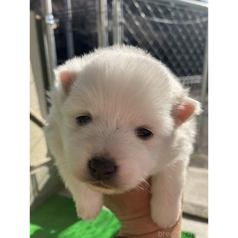 販売中の福島県の日本スピッツ-440592の3枚目