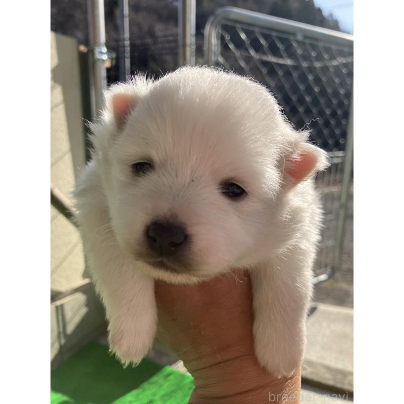 販売中の福島県の日本スピッツ-440592の2枚目