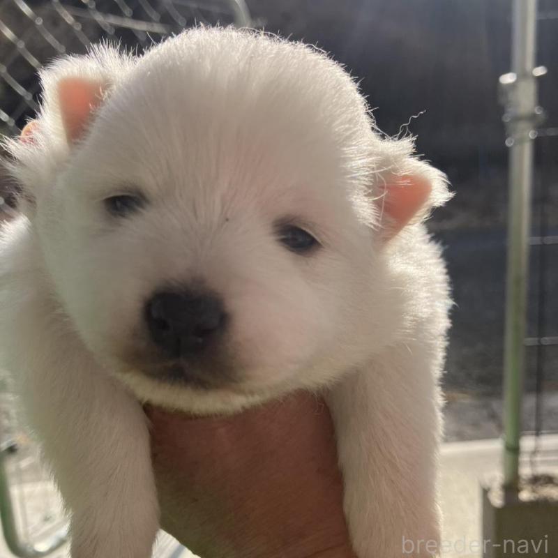 販売中の福島県の日本スピッツ-440592