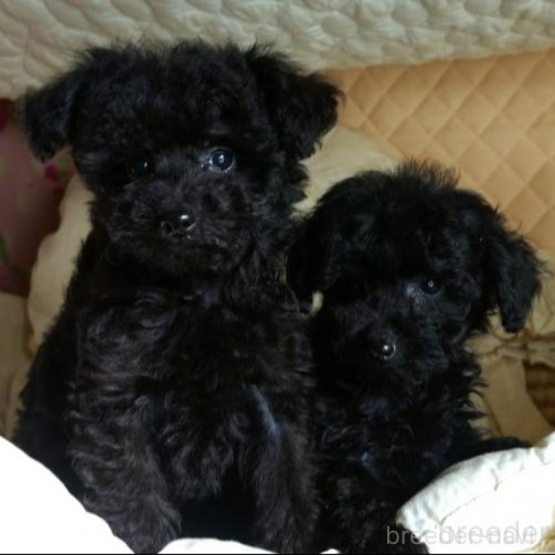 販売中の大阪府のトイプードル-440593の3枚目