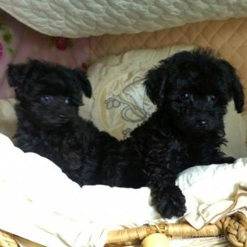 販売中の大阪府のトイプードル-440593の2枚目