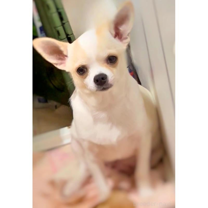 販売中の千葉県のチワワ(スムースコート)-419593の2枚目