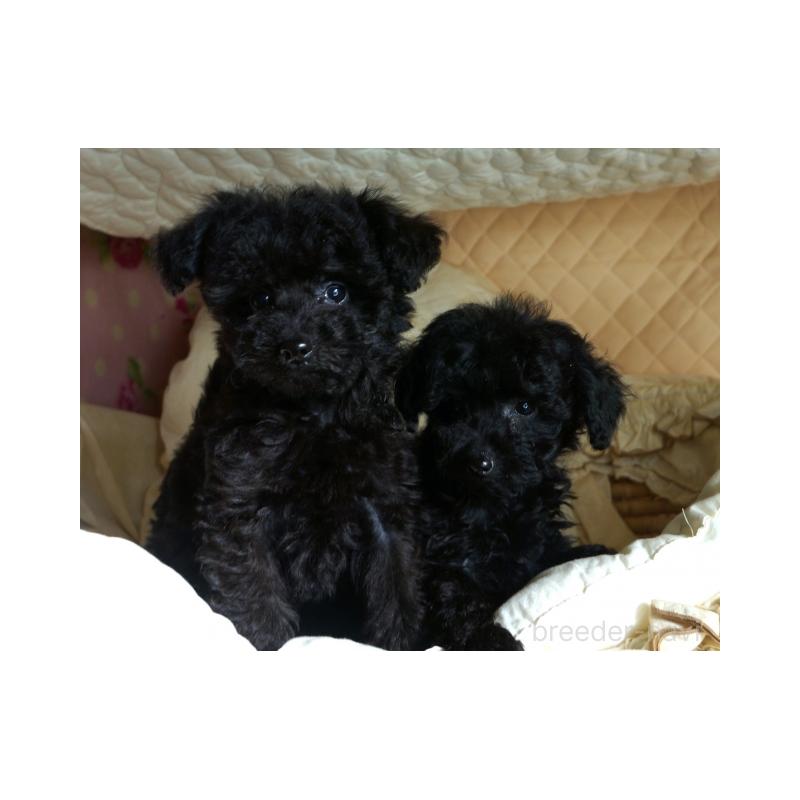 販売中の大阪府のトイプードル-440594の2枚目