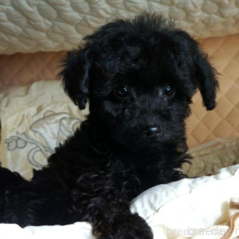 販売中の大阪府のトイプードル-440594