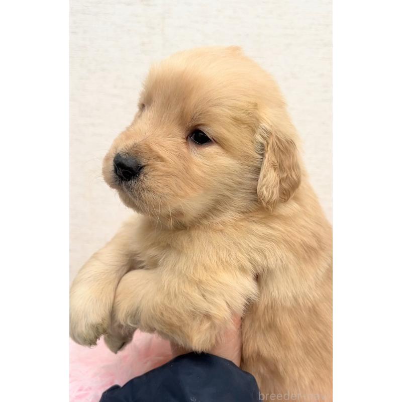 販売中の茨城県のゴールデンレトリーバー-440596の4枚目