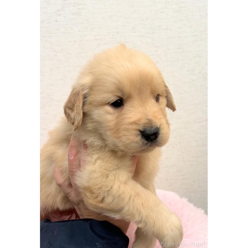 販売中の茨城県のゴールデンレトリーバー-440596の5枚目