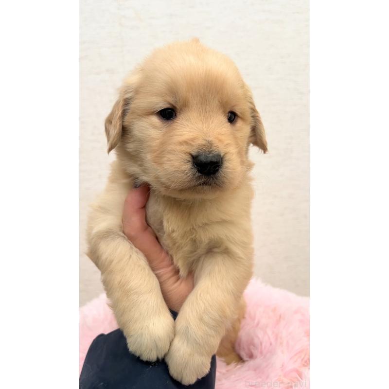 販売中の茨城県のゴールデンレトリーバー-440596の3枚目