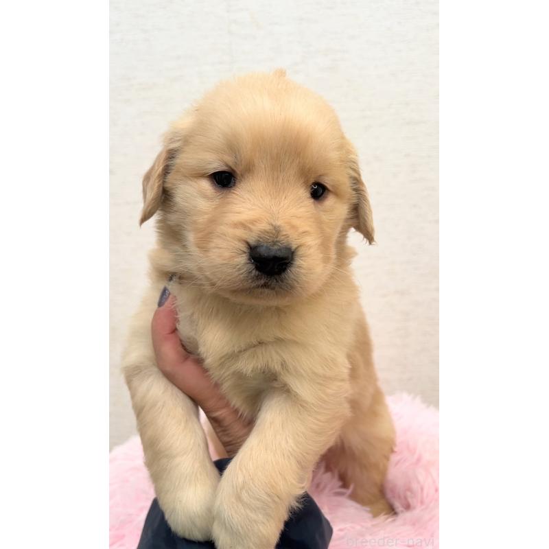 販売中の茨城県のゴールデンレトリーバー-440596の2枚目